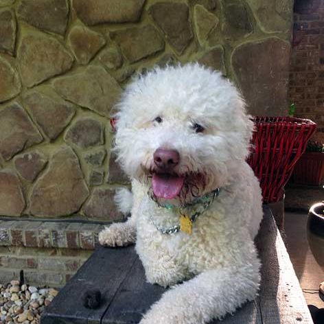 Tippy the Dog in the Bench