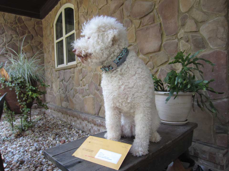 Tippy the Dog with a Mail